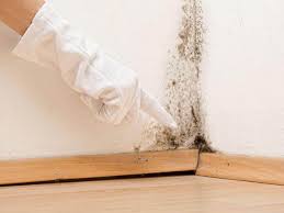 Why You Should Choose Our Mold Remediation Services in Energy, IL